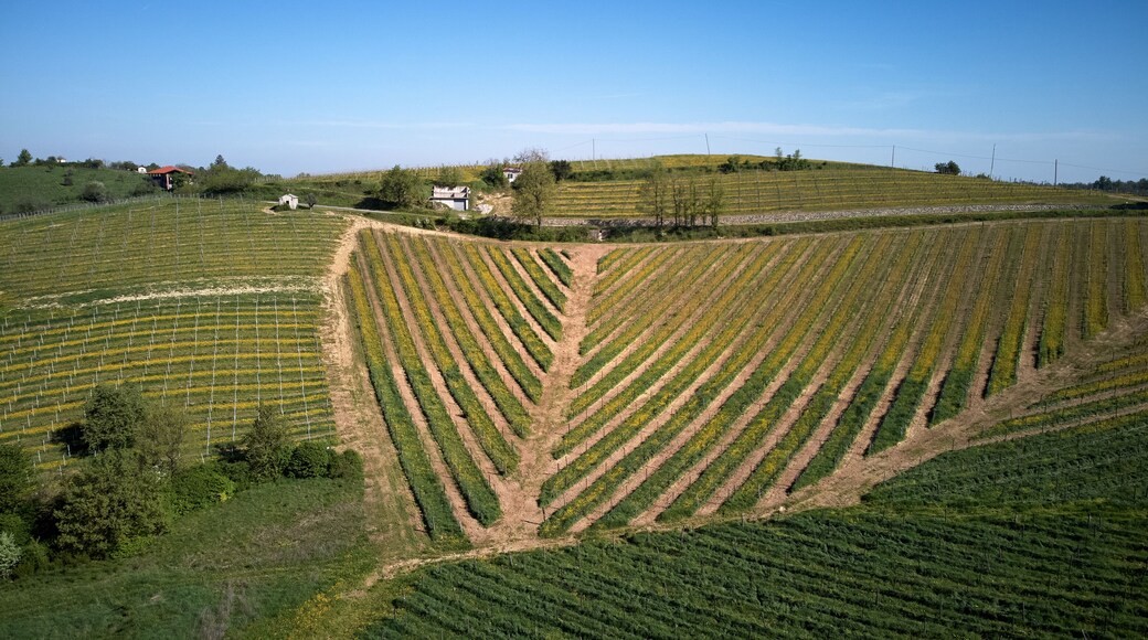 Foto scattata nelle colline attorno a Tassarolo (AL) nel periodo primaverile.