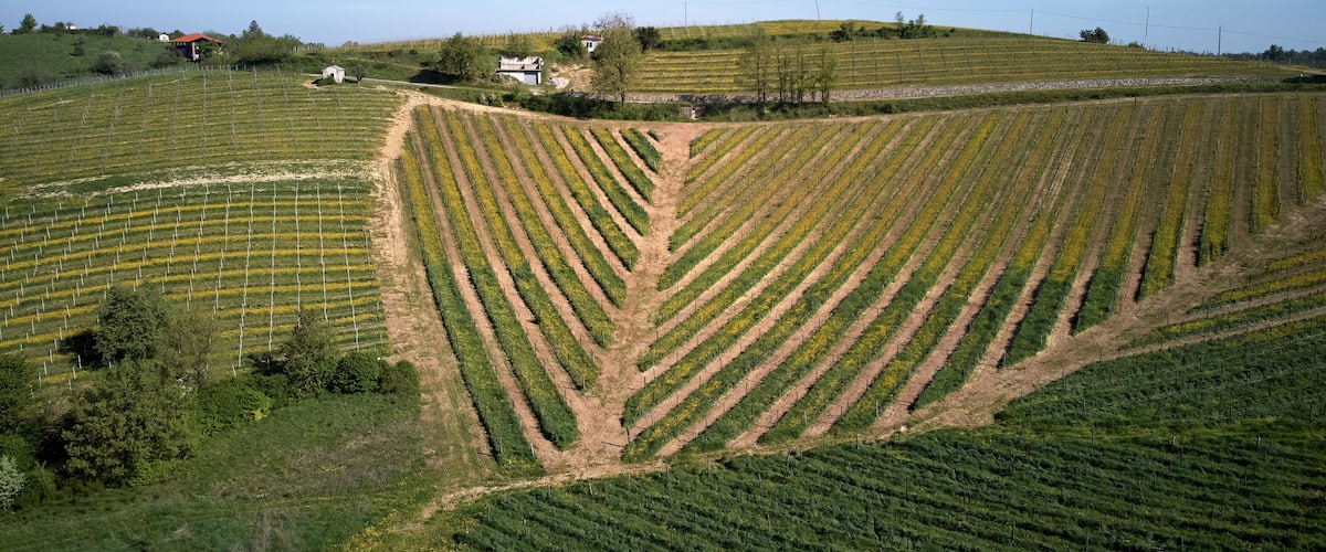 A vineyard with rows of grapevines and a few buildings in the background.