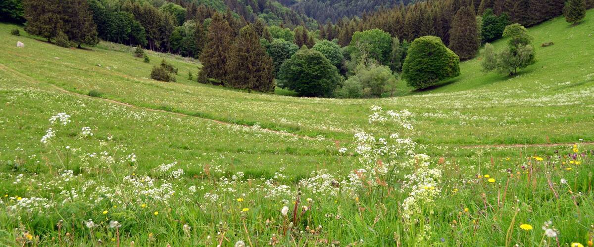 A lush green valley with rolling hills, dense forests, and a meadow with wildflowers.