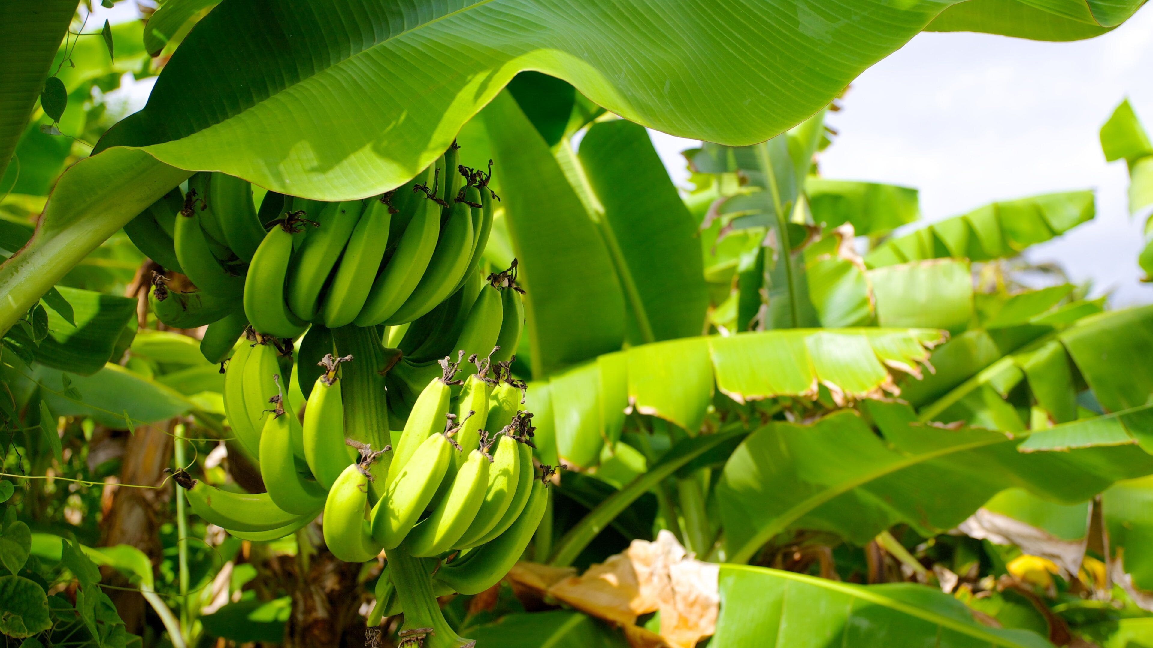 Bathsheba showing farmland and food