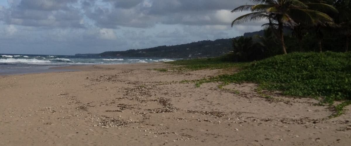 A beach with a palm tree and ocean waves under a cloudy sky.