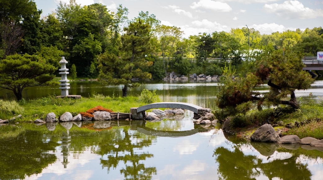 Buffalo featuring a pond
