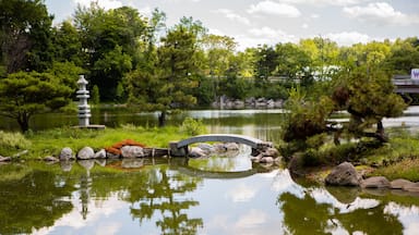 Buffalo featuring a pond