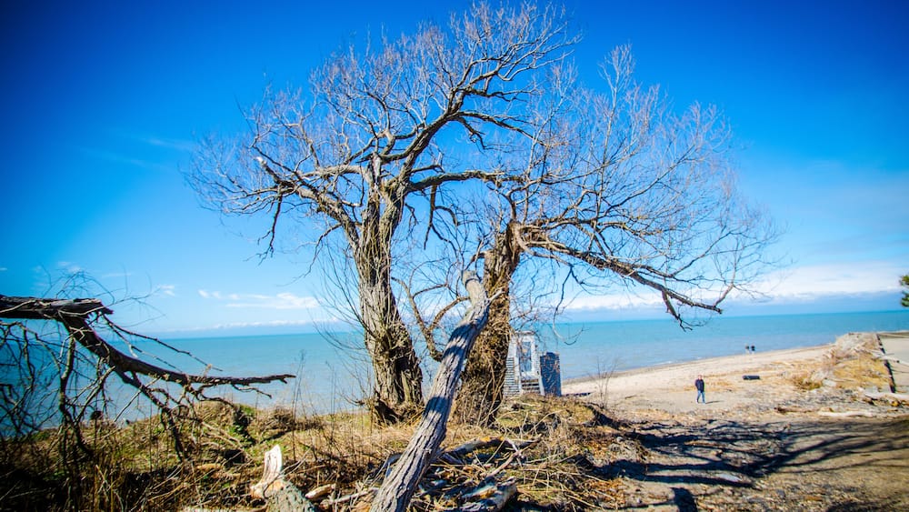 A leafless tree by a beach with the ocean in the background.