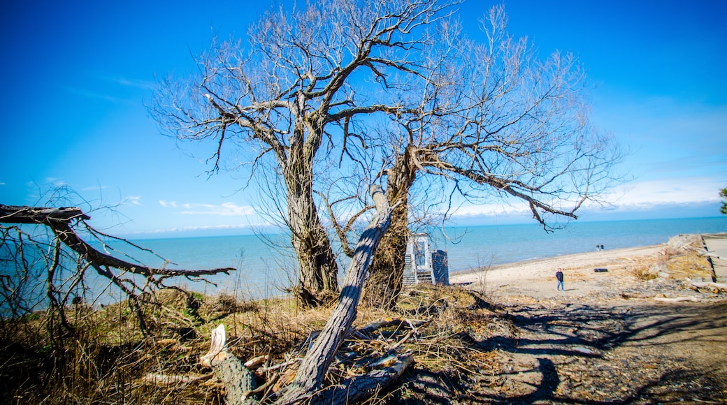 Ein baum ohne Blätter an einem Strand, mit dem Meer im Hintergrund.