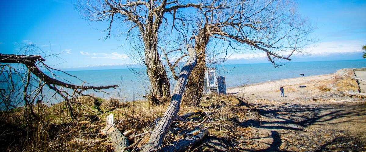 Ein baum ohne Blätter an einem Strand, mit dem Meer im Hintergrund.