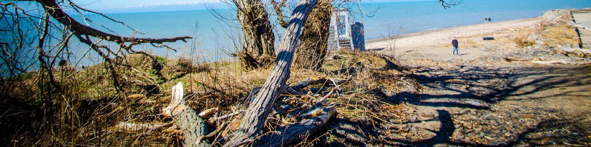 A leafless tree by a beach with the ocean in the background.