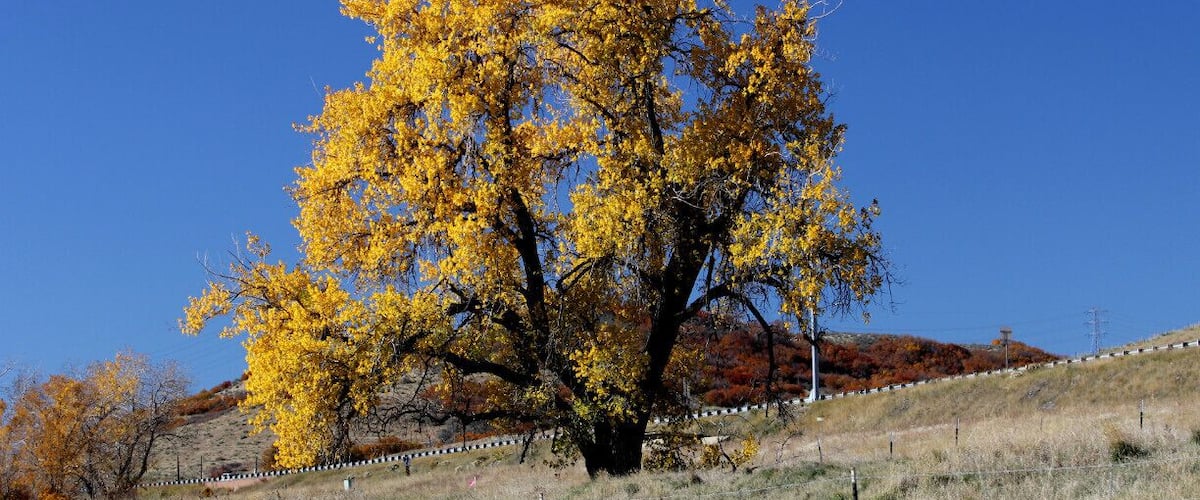 #Trees, #fall Color