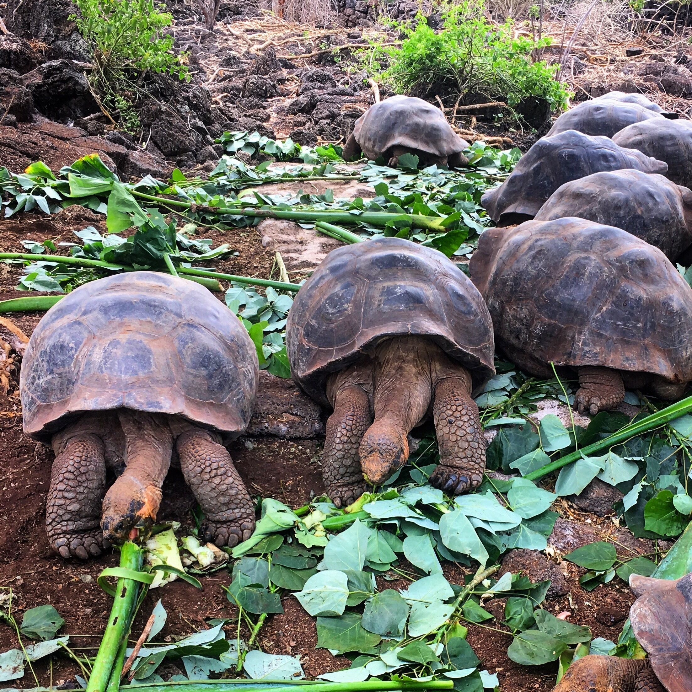 Giant tortoises having a bite to eat at the Charles Darwin Research Center in San Pedro, Galapagos. The center has tortoises at all stages of their development and is an absolute must see for any trip to the Galapagos #gianttortoise #conservation #ecuador  