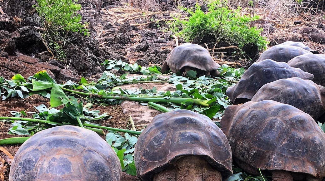 Giant tortoises having a bite to eat at the Charles Darwin Research Center in San Pedro, Galapagos. The center has tortoises at all stages of their development and is an absolute must see for any trip to the Galapagos #gianttortoise #conservation #ecuador