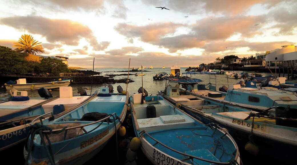 #GoldenHour at the fish market on Santa Cruz. Spent a few days here while waiting for our cruise around the Galapagos. A great town to prepare for the animals in. Wild seals come to 'buy' at the fish market as well.