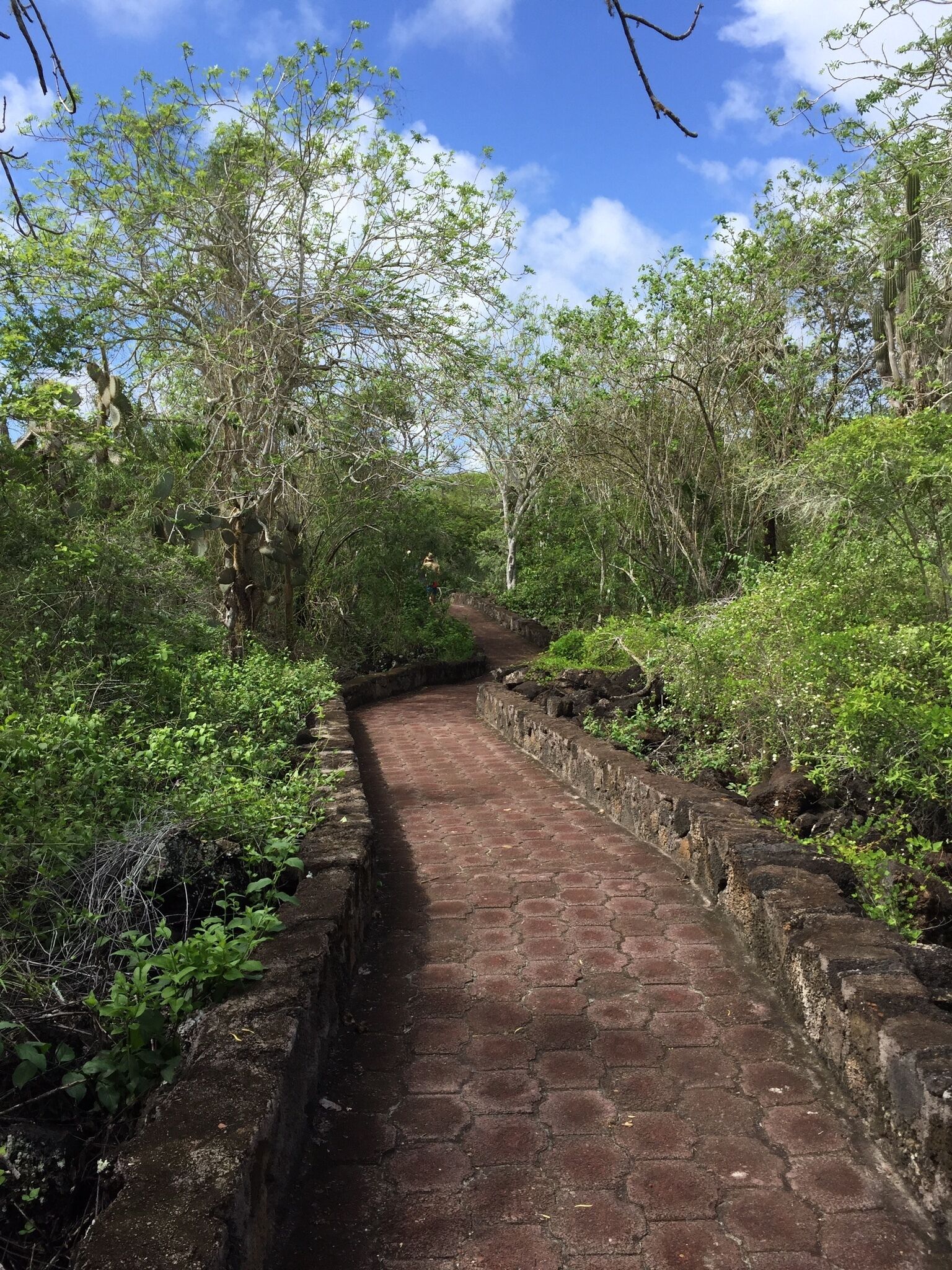 Bahia Tortuga is another amazing beach on Santa Cruz just 1 mile outside of Puerto Ayora.  To get to the beach, you have to walk this wonderfully bricked path to the beach.  The National Parks system has done a fantastic job with their trails and paths and this pic is just an example of how well maintained they are.
