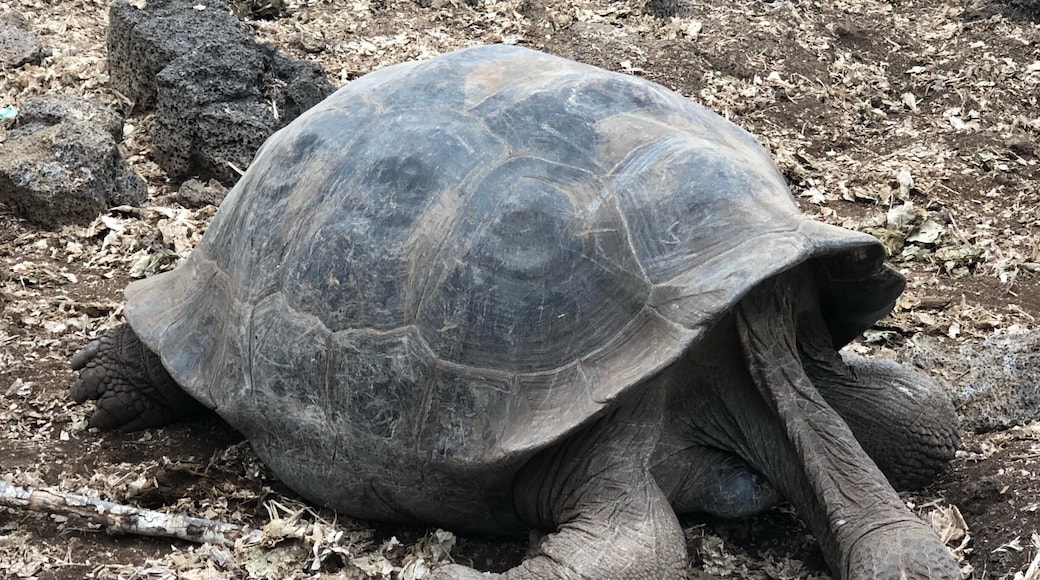 Giant Tortoise