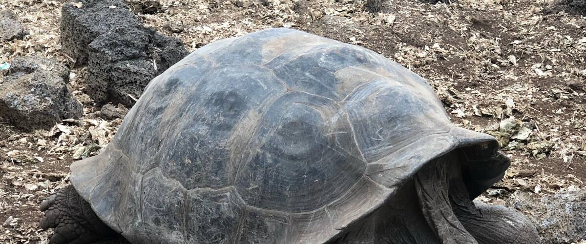 Giant Tortoise