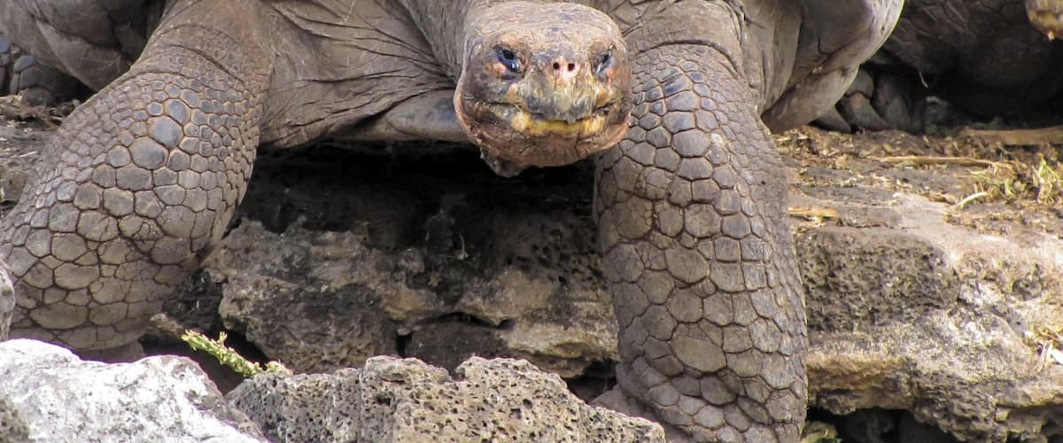 Giant tortoises are the longest-lived of all vertebrates, averaging over 100 years. The oldest on record lived to be 152.
There are now only 11 types of giant tortoises left in the Galápagos, down from 15 when Darwin arrived. Hunted as food by pirates, whalers, and merchantmen during the 17th, 18th, and 19th centuries, more than 100,000 tortoises are estimated to have been killed off.
