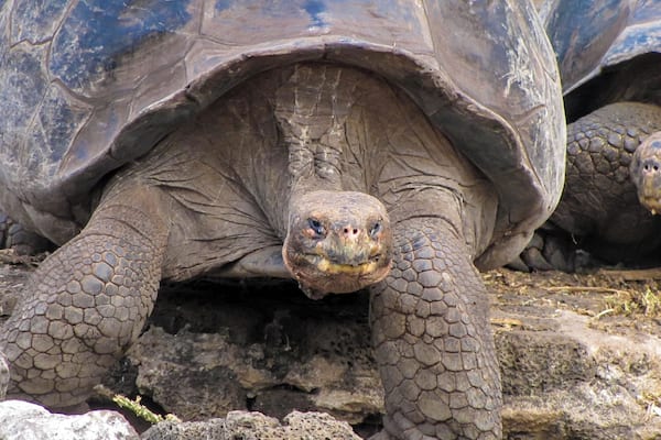 Giant tortoises are the longest-lived of all vertebrates, averaging over 100 years. The oldest on record lived to be 152.
There are now only 11 types of giant tortoises left in the Galápagos, down from 15 when Darwin arrived. Hunted as food by pirates, whalers, and merchantmen during the 17th, 18th, and 19th centuries, more than 100,000 tortoises are estimated to have been killed off.