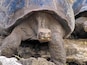 Giant tortoises are the longest-lived of all vertebrates, averaging over 100 years. The oldest on record lived to be 152.
There are now only 11 types of giant tortoises left in the Galápagos, down from 15 when Darwin arrived. Hunted as food by pirates, whalers, and merchantmen during the 17th, 18th, and 19th centuries, more than 100,000 tortoises are estimated to have been killed off.