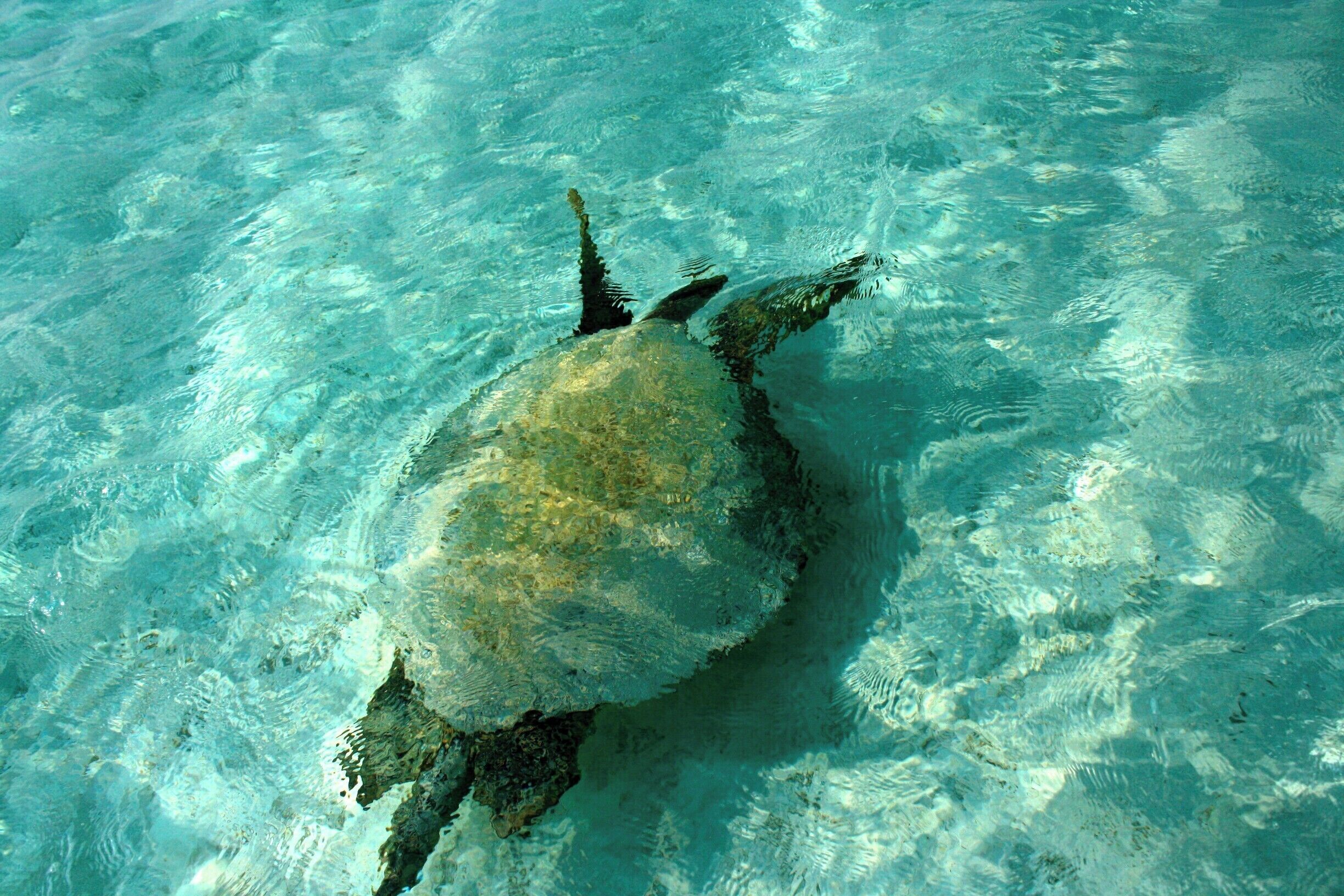 when you see history swimming in the current of the present... its a place surrounded by turtles, living as well as their skeletons.. 
#blue
