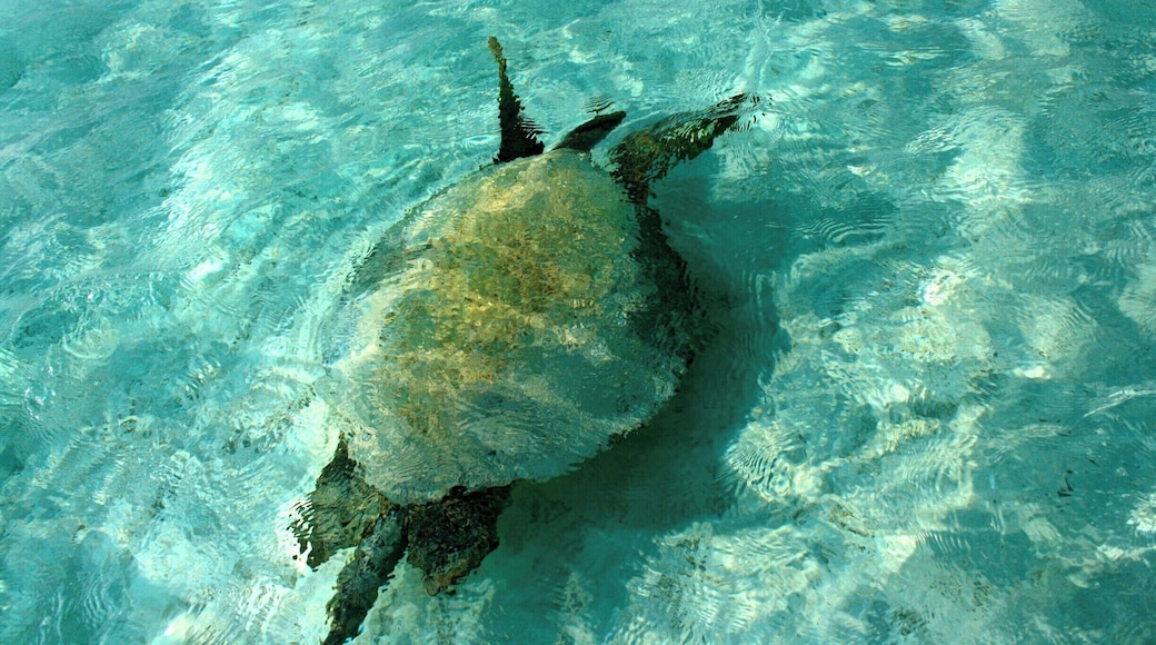 when you see history swimming in the current of the present... its a place surrounded by turtles, living as well as their skeletons..
#blue