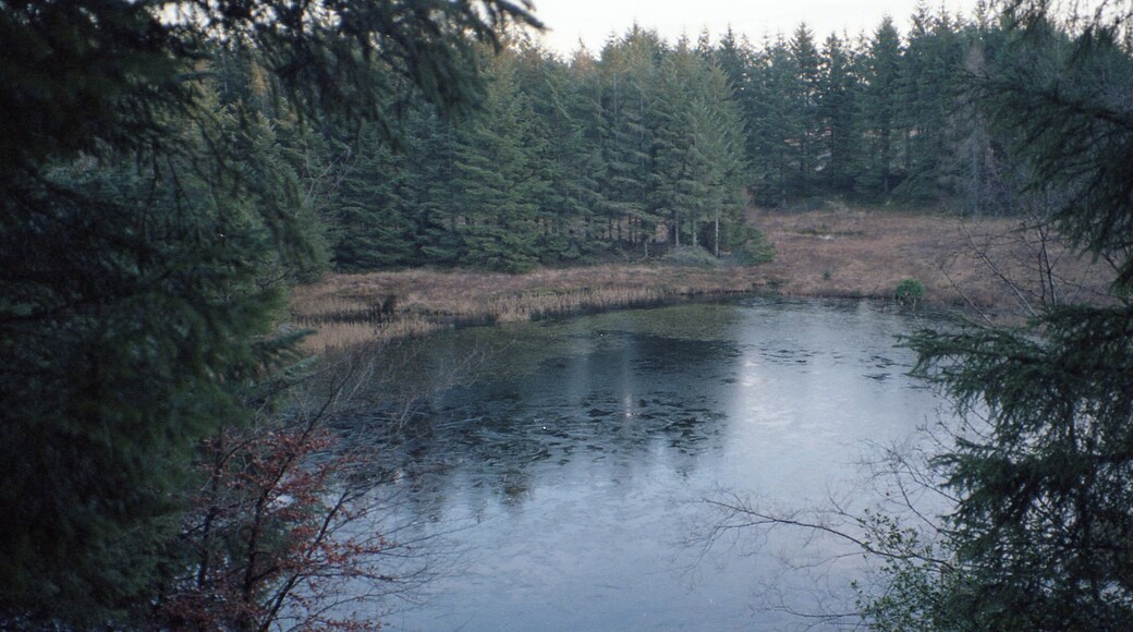 46th RAC Rally, Forest Stage, Harrogate, Yorkshire, England