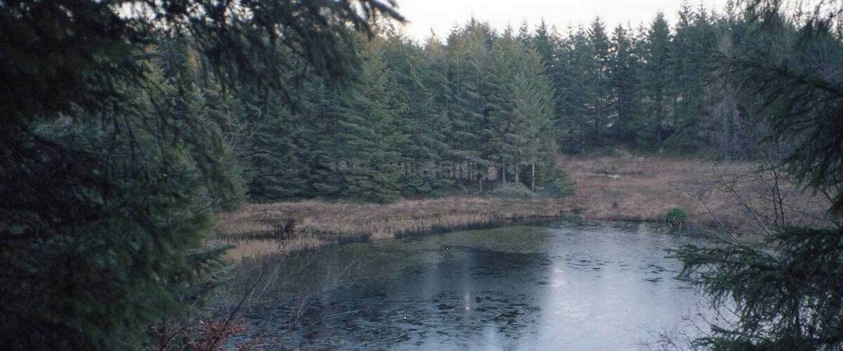 A calm lake surrounded by dense evergreen trees.