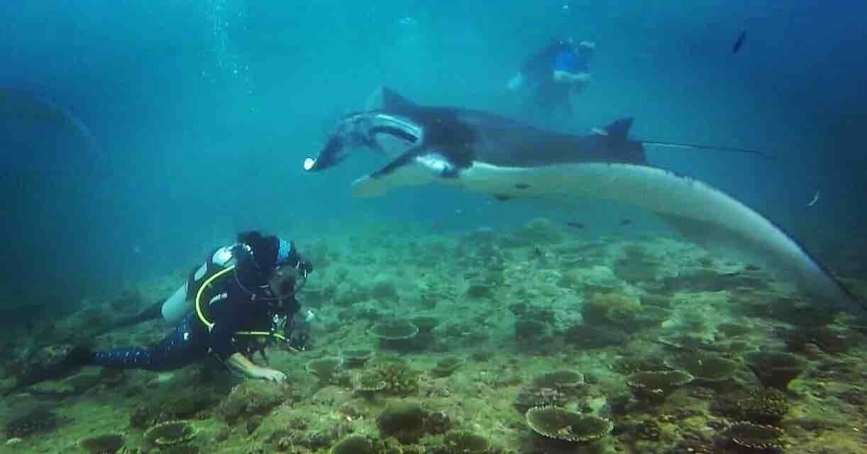 Scuba diving off Emperor Leo liveaboard I had this amazing encounter with 7 large manta rays for over an hour. Best of Maldives route takes you to Rangali where this bit of magic occurred.