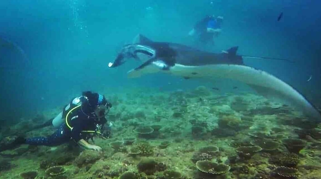 Scuba diving off Emperor Leo liveaboard I had this amazing encounter with 7 large manta rays for over an hour. Best of Maldives route takes you to Rangali where this bit of magic occurred.