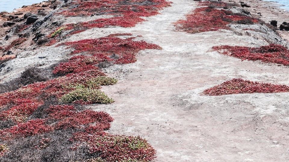 A coastal path with red seaweed along the shore.