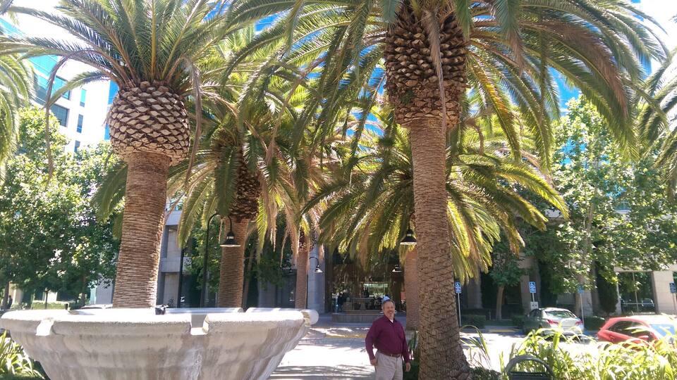 A row of palm trees lining a sidewalk with a building in the background.
