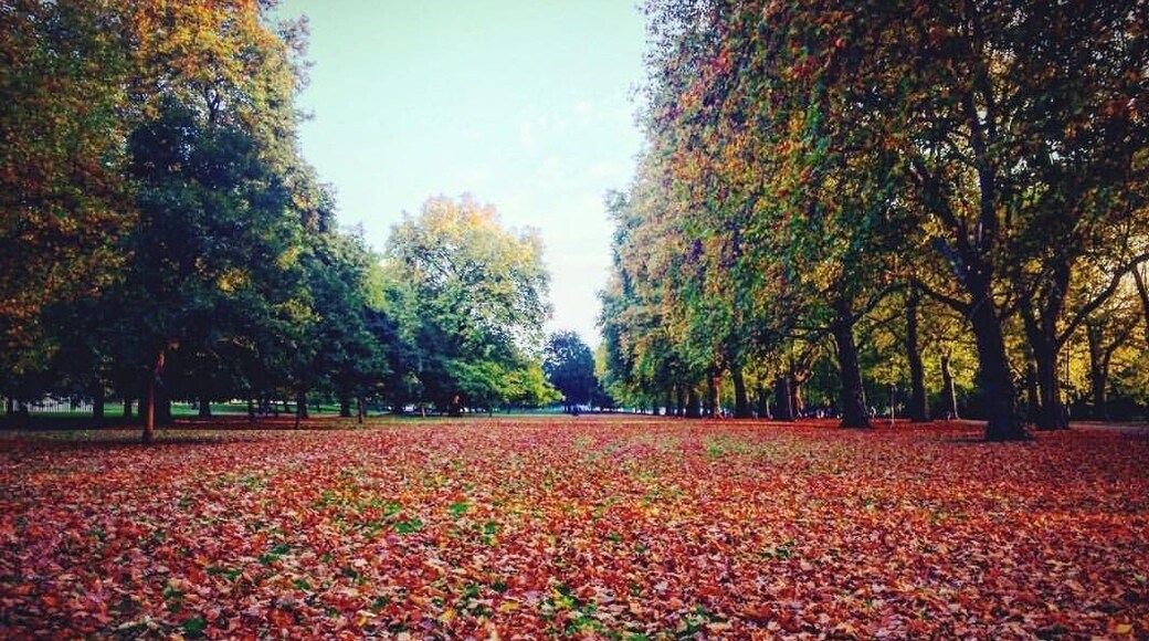 Hyde Park new look: autumn foliage #LifeAtExpediaGroup