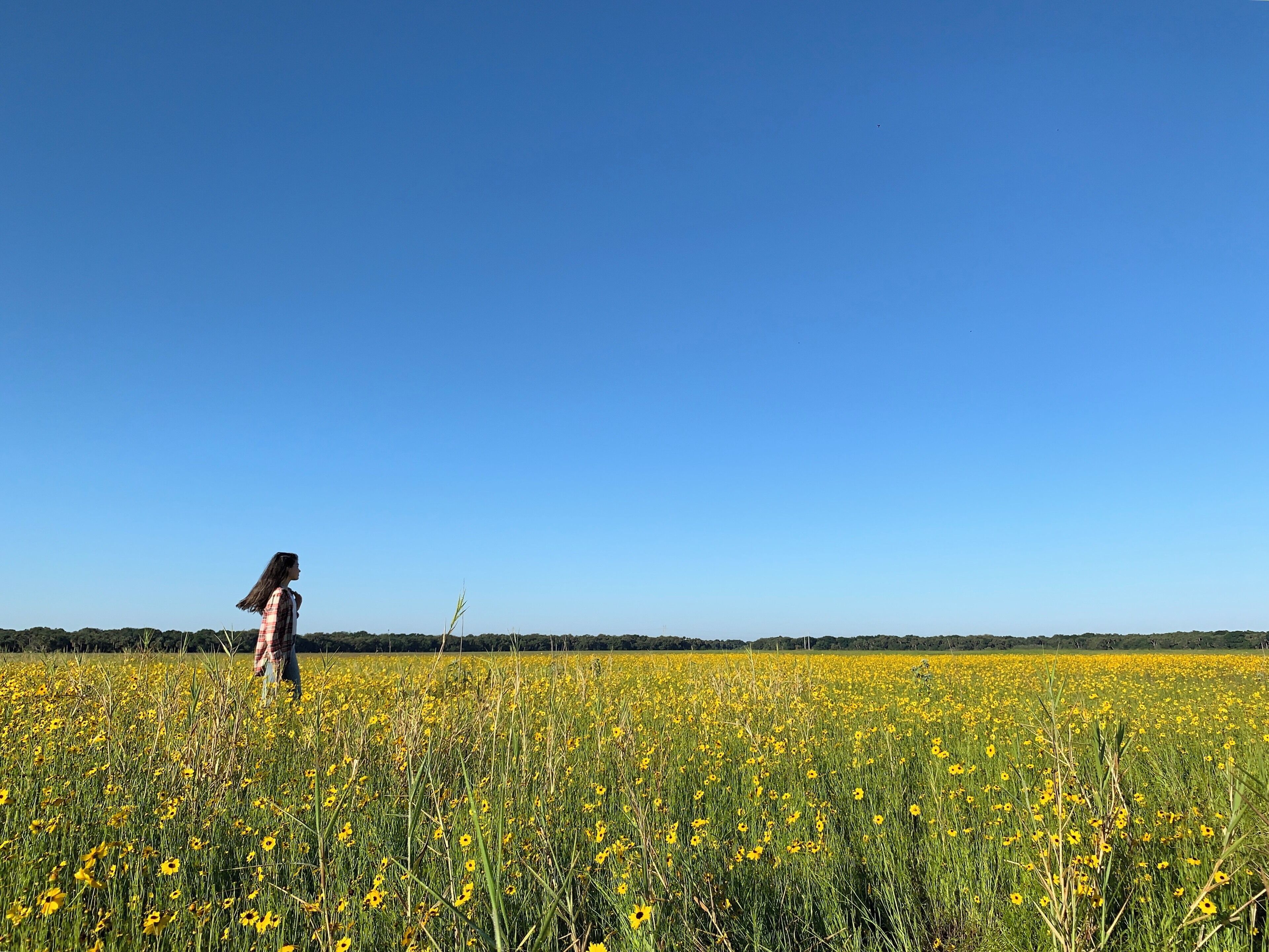 Gorgeous prairie of Florida’s state flower, the tickseed, located in an amazing state park with rental cabins and primitive campsites available. $6 entry fee per car with more than one passenger. So much wildlife to see here!!

Florida's state wildflower is comprised of all 15 Coreopsis species that occur here, and most are considered native to Florida. Coreopsis species are commonly referred to as tickseed because of the bug or tick-like ap- pearance of the seed (which is actually a type of fruit called an achene). The small seed is ovalish to round with two short spines at one end.
Coreopsis is member of the daisy or aster family, Asteraceae, which was formerly known as the Compositae family. Plants in this family are frequently called 'composites' because the inflorescences are comprised of two types of flowers – the showy ray flowers we
know as petals, and the nonshowy disk flowers
in the center. The daisy-like flowers of Florida's Coreopsis vary from about 3⁄4 to nearly 2 inches in diameter, and in all but one case are bright yellow. The lone exception is the swamp or Georgia coreopsis (Coreopsis nu- data), which has pink flowers. It is found only in moist areas in north Florida, including road- side ditches and swales.

#nature