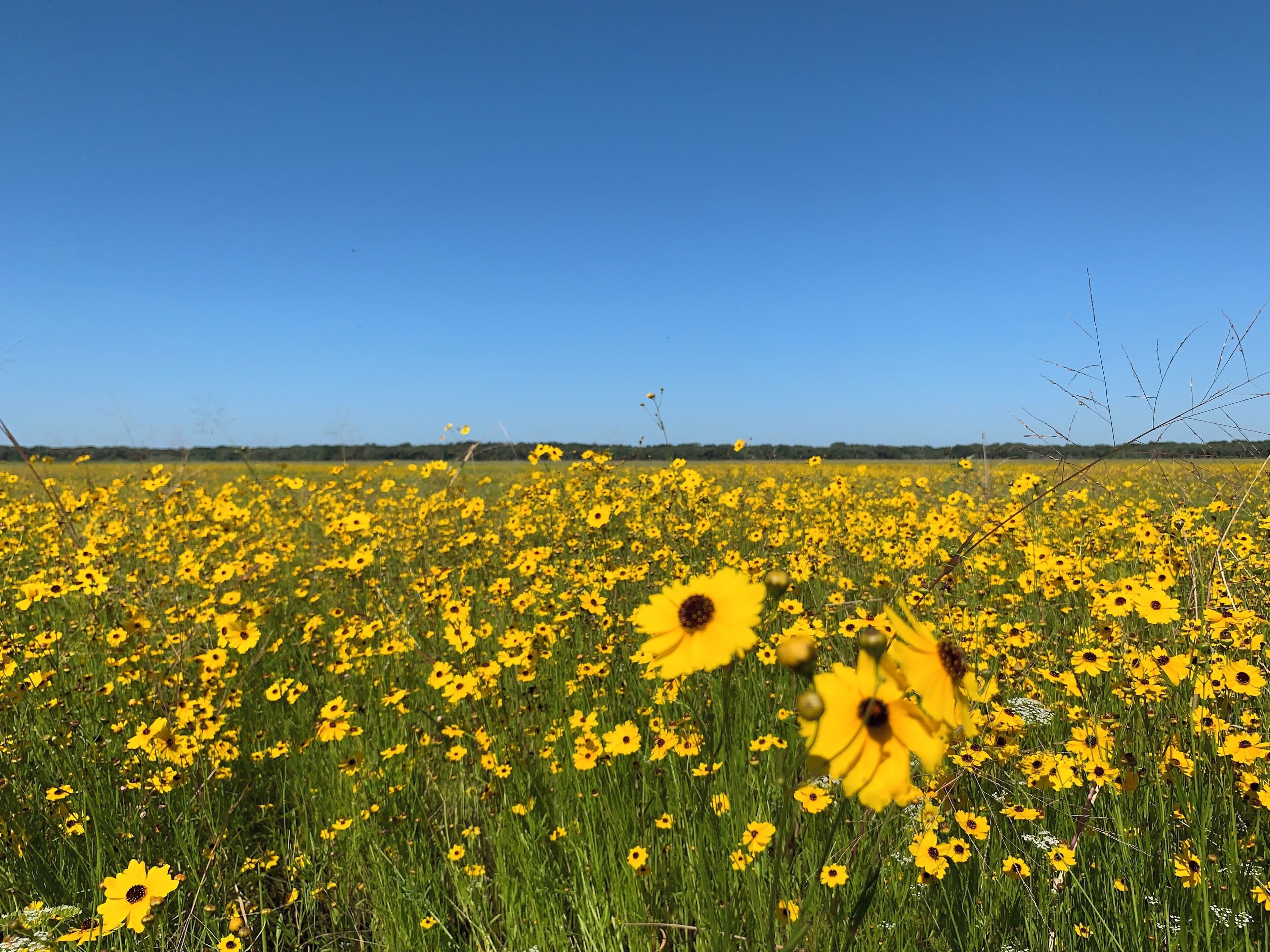 Florida’s state flower the tickseed is in full bloom in the prairie... drive slowly so as to not miss the wild turkeys, sand hill cranes, alligators and other wildlife in this beautiful park

#nature