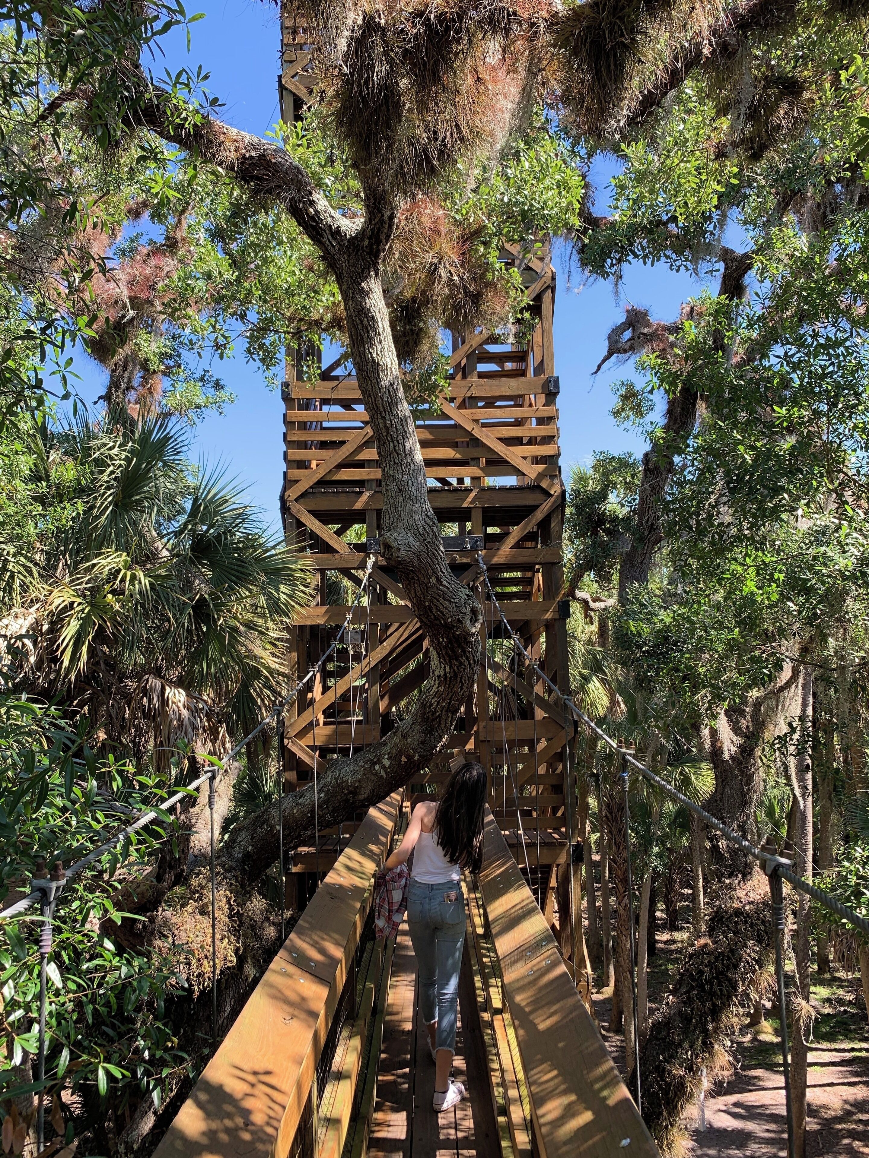 walkway suspended 25ft above the ground lets you walk through the oak/palm hammock canopy towards the 74ft high tower that takes you through and above the canopy for a birds eye view of this beautiful park.