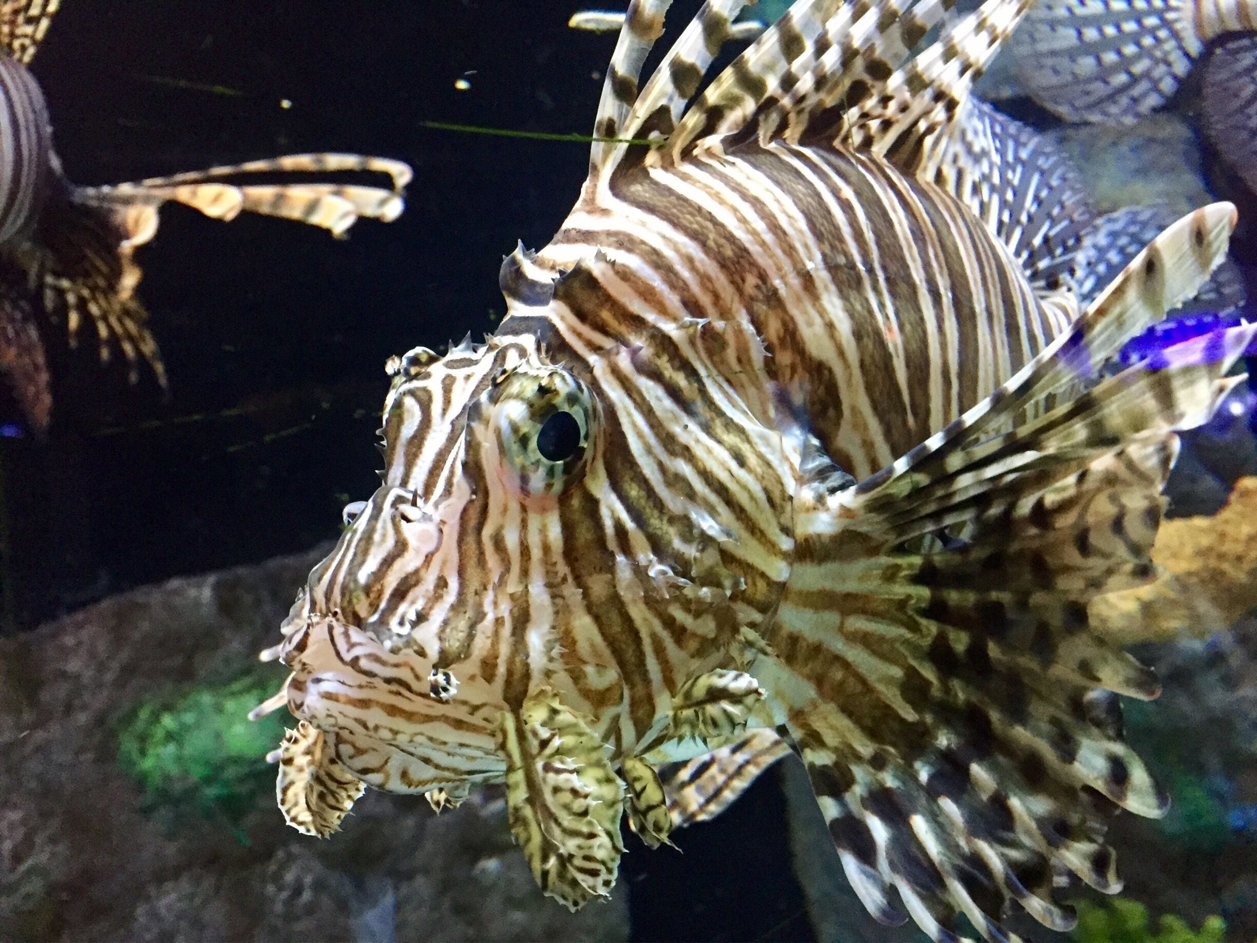 The Mote is such an interesting aquarium and research center. Thank you to my fellow Trovers for posting pics.