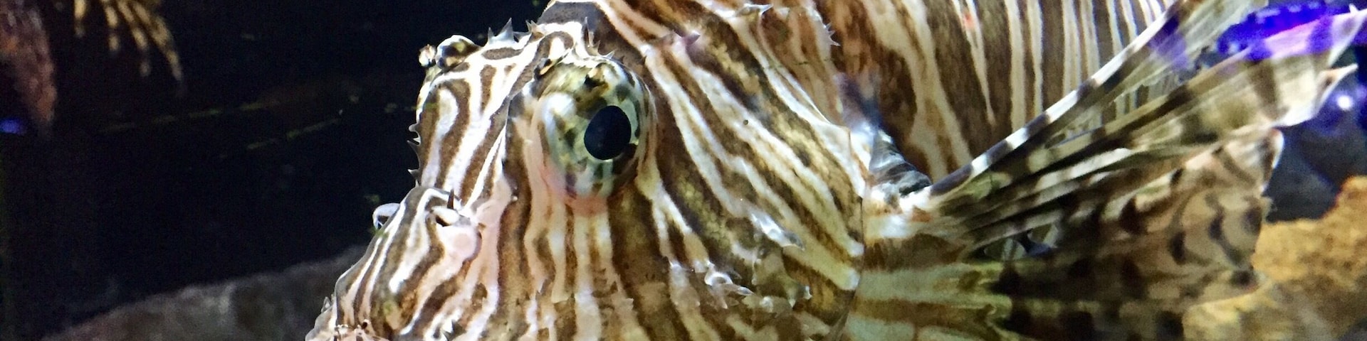 The Mote is such an interesting aquarium and research center. Thank you to my fellow Trovers for posting pics.