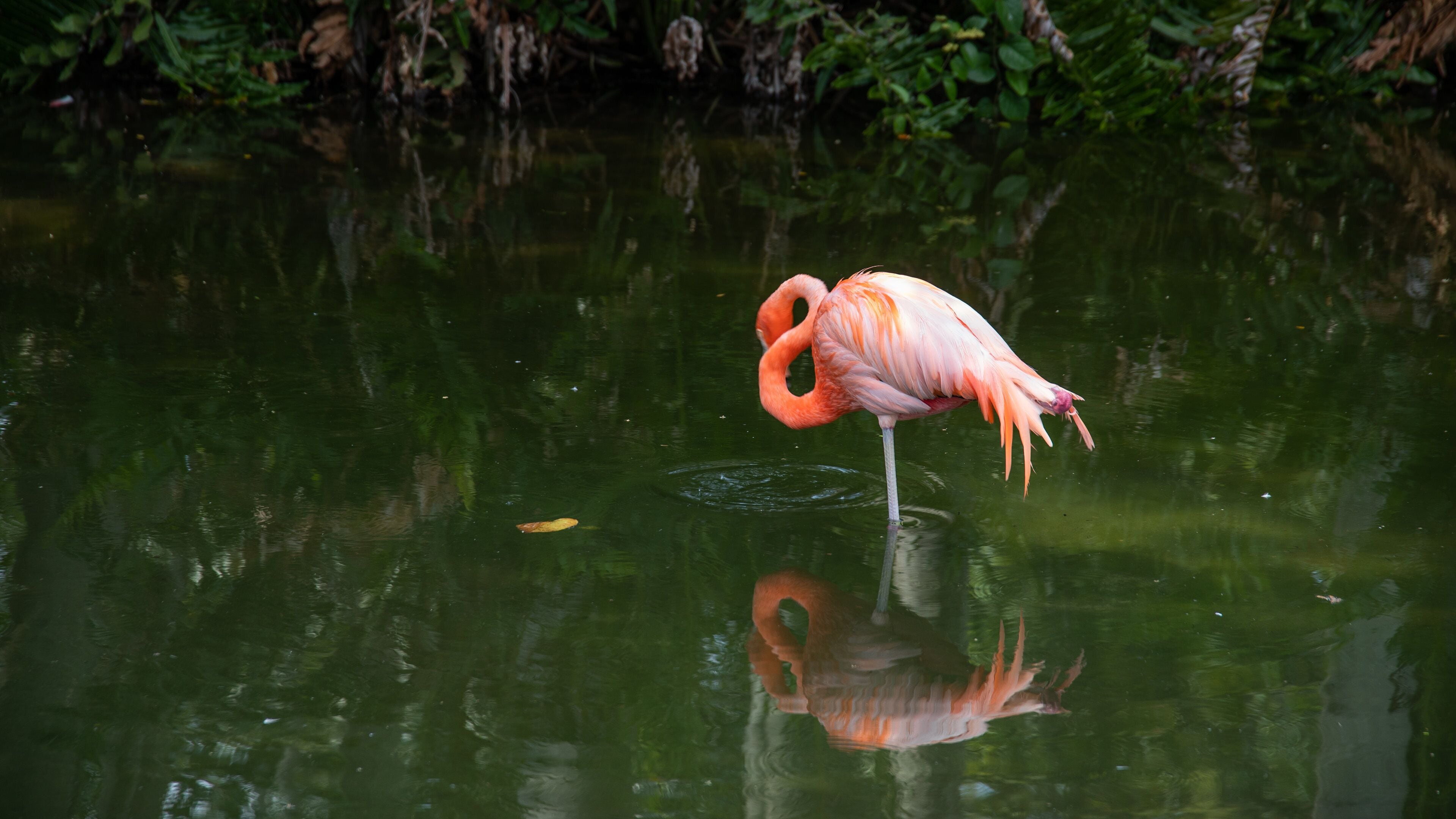 Sarasota which includes bird life and a pond