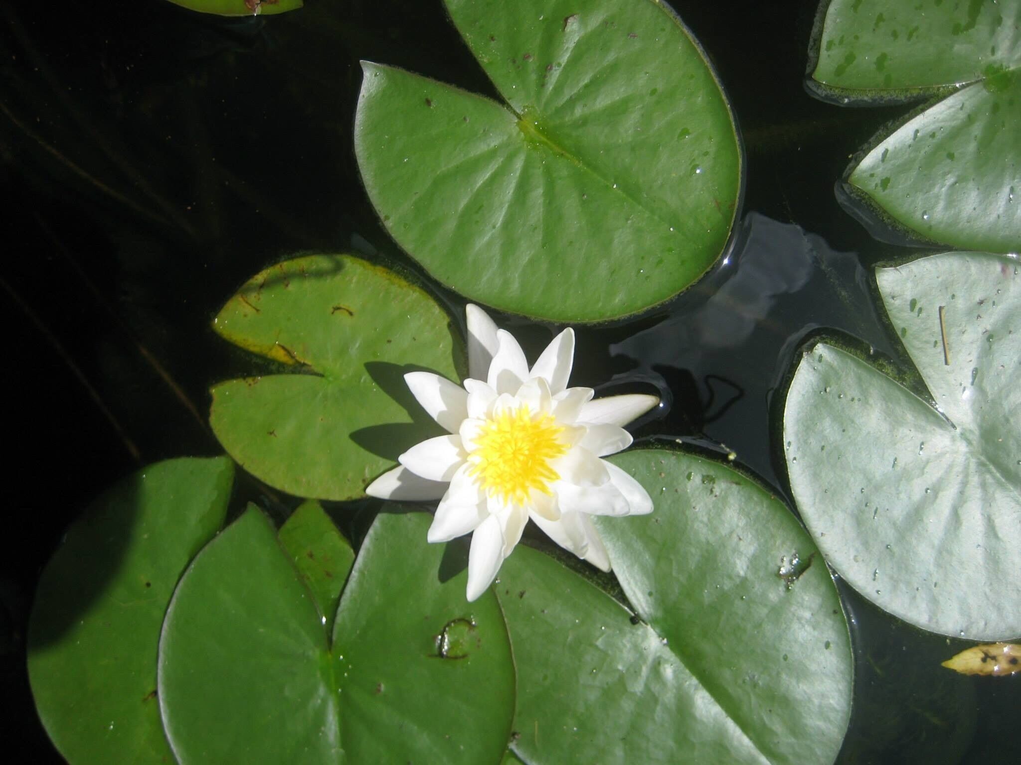 Water lilies 