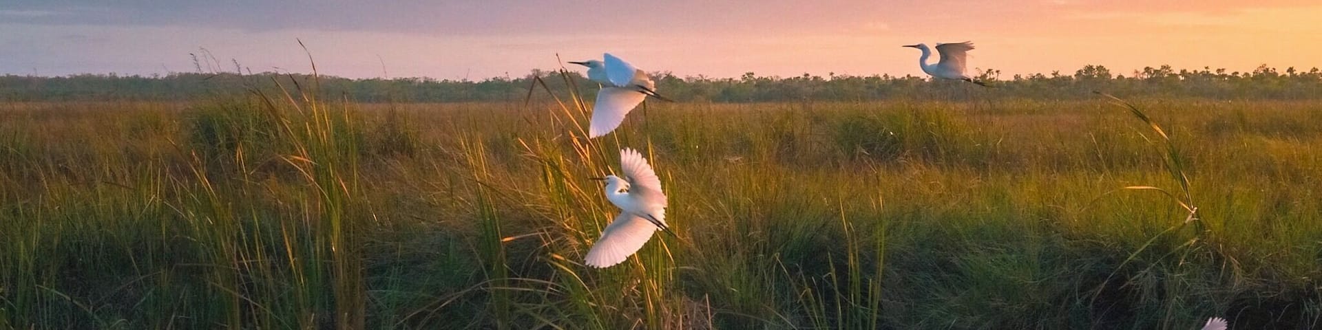 A flock of birds fly through one of the canals during sunrise in the Fakahatchee Strand. #nature #canon #birds #sunrise