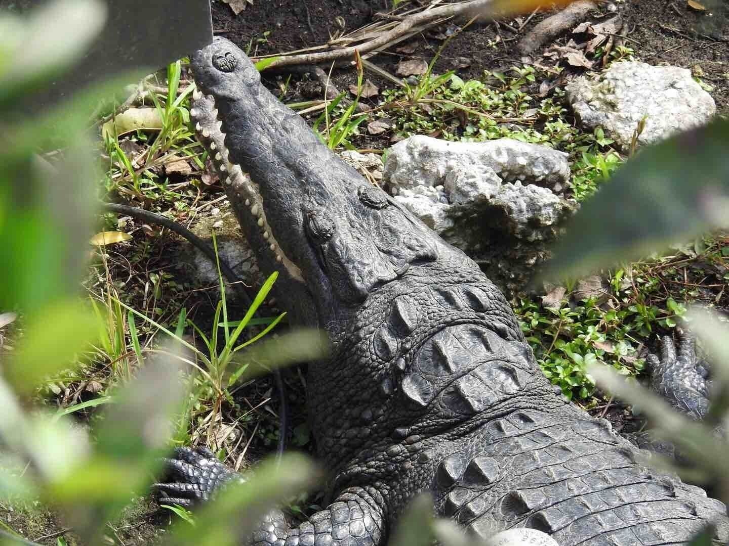 I was super excited to see this American Crocodile while down at Shark Valley!
#nationalparks