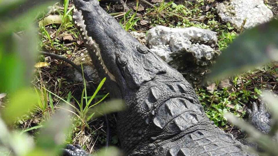 I was super excited to see this American Crocodile while down at Shark Valley!
#nationalparks