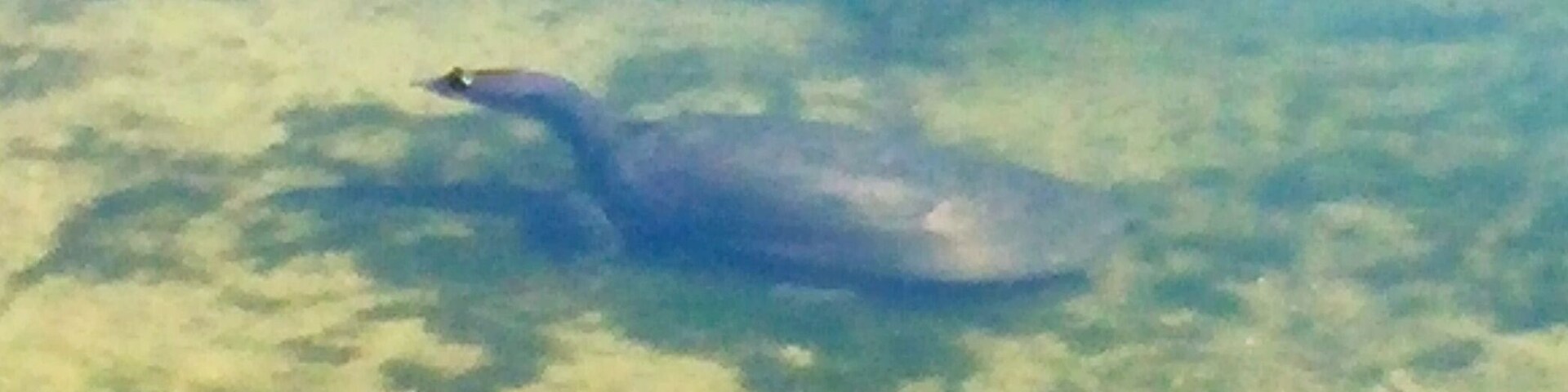 Can u spot my #pond #turtle?
🐢🐢🐢🐢🐢🐢
#Florida #SoftshellTurtle