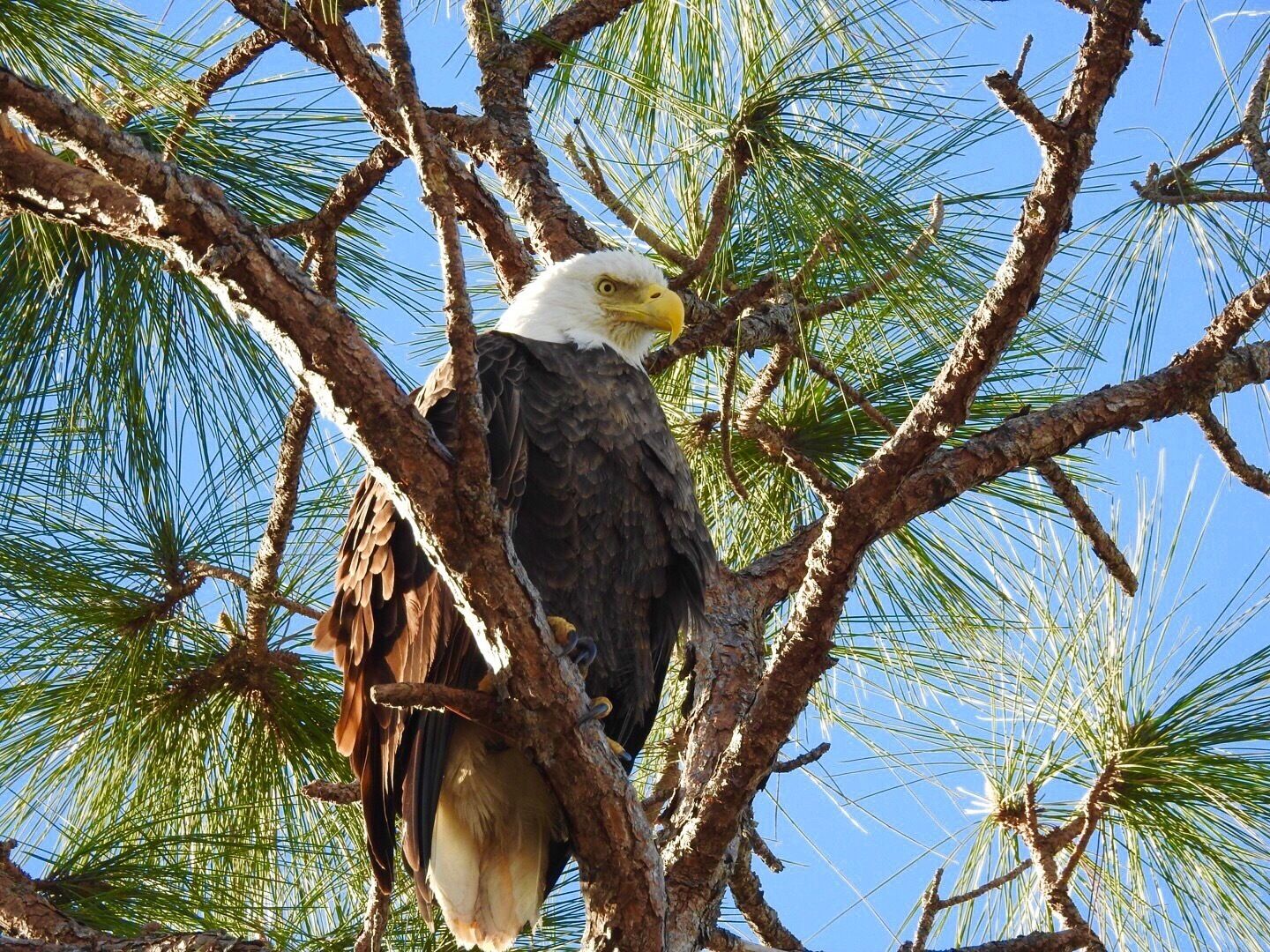 Pretty cool backyard visitor 
#inmybackyard