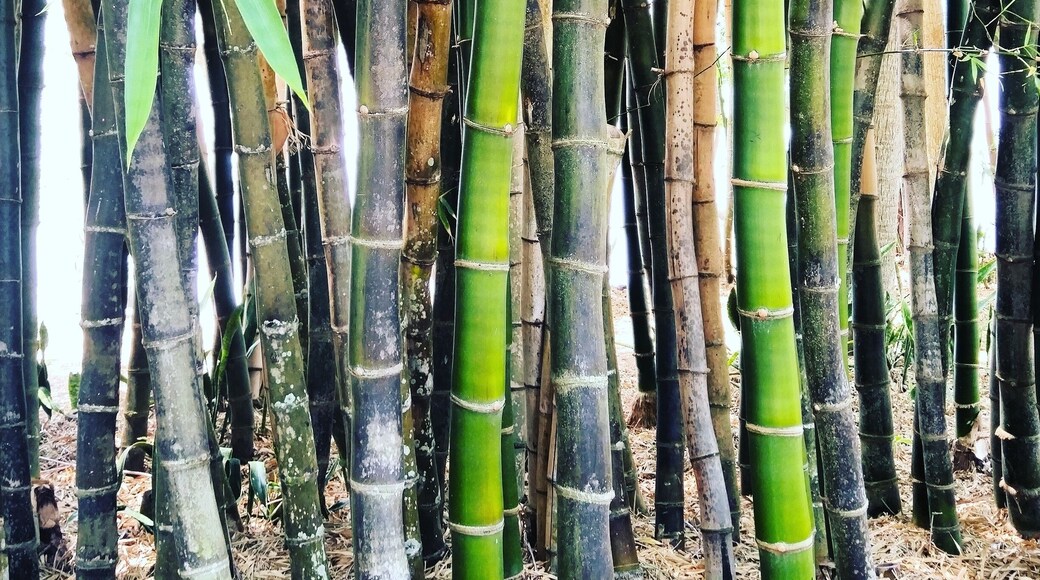 Bamboo
