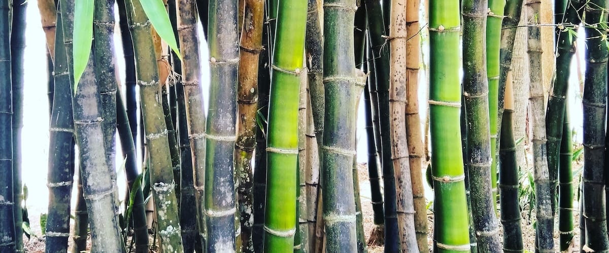 Bamboo