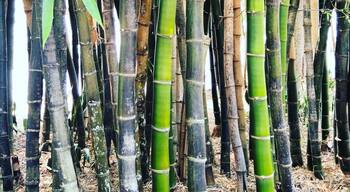 Bamboo