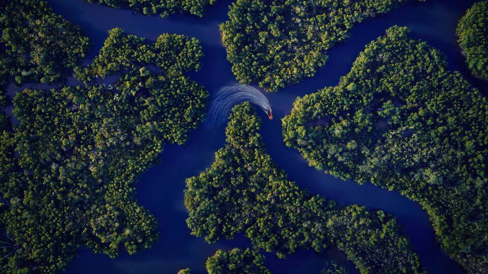 An aerial view of a dense forest with a river winding through it.
