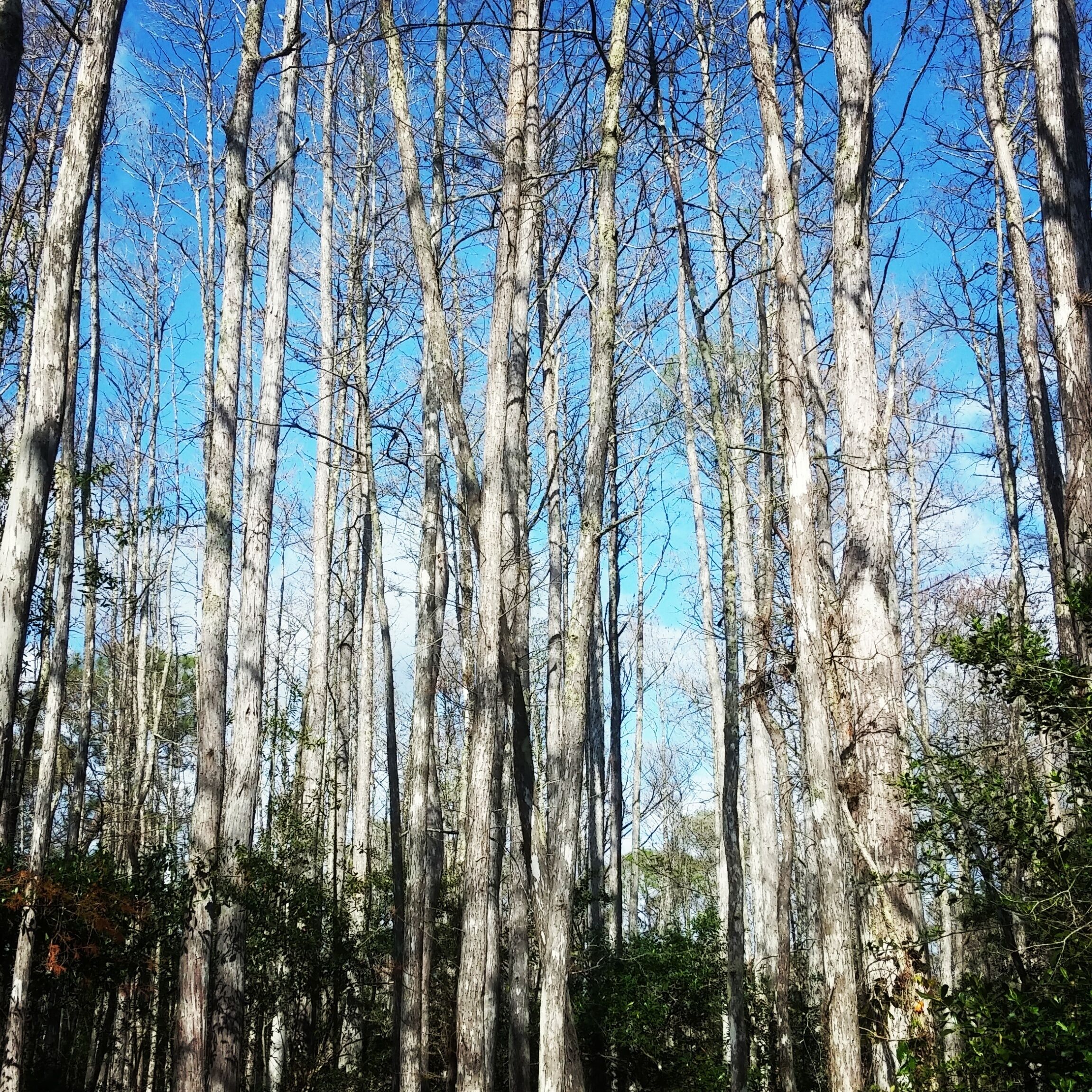 Pine Forest, Calusa Reserve 