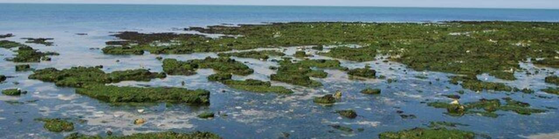Wave Cut Platform between St Mildred's Bay & Westbrook Bay