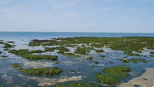 Wave Cut Platform between St Mildred's Bay & Westbrook Bay