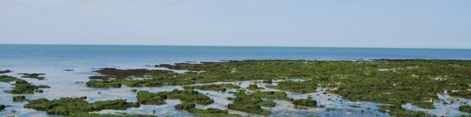 Wave Cut Platform between St Mildred's Bay & Westbrook Bay